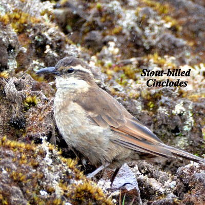 Stout-billed Cinclodes